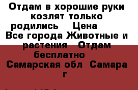 Отдам в хорошие руки козлят.только родились. › Цена ­ 20 - Все города Животные и растения » Отдам бесплатно   . Самарская обл.,Самара г.